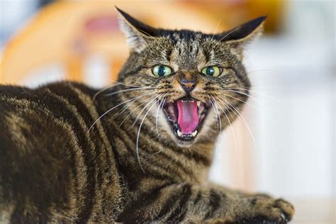 6 Signs Your Cat Is Angry