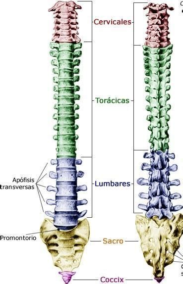 Como Se Llaman Los Huesos Que Forman Parte De La Columna Vertebral