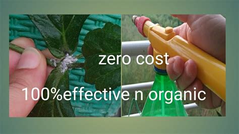 100effective Organic Pesticide At Zero Cost For All Your Garden Plants