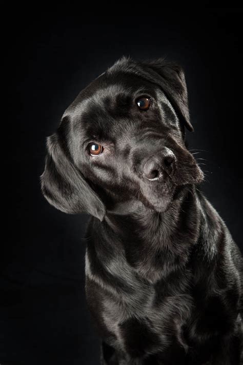 Pet Photographer Cardiff amazing pictures of black labrador - Cardiff Newborn & Family Photographers