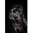 Pet Photographer Cardiff Amazing Pictures Of Black Labrador 