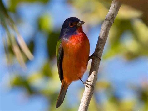 Painted Bunting Range Map Rolling Harbour Abaco