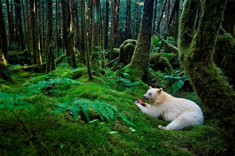 Spectacular Photos Reveal Newly Protected Great Bear Rainforest Get