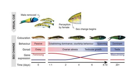descubre cómo se produce el cambio de sexo en peces
