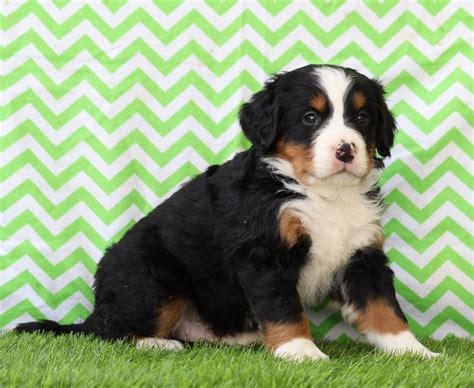 Akc Registered Bernese Mountain Dog For Sale Sugarcreek Oh Male Wins