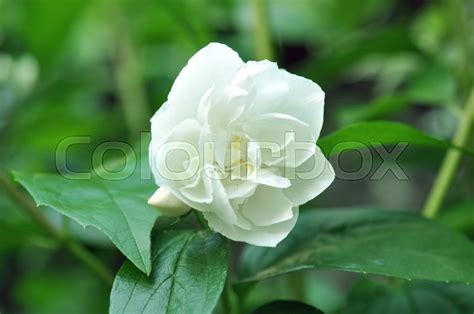 Beautiful White Jasmine Flower In The Stock Image Colourbox