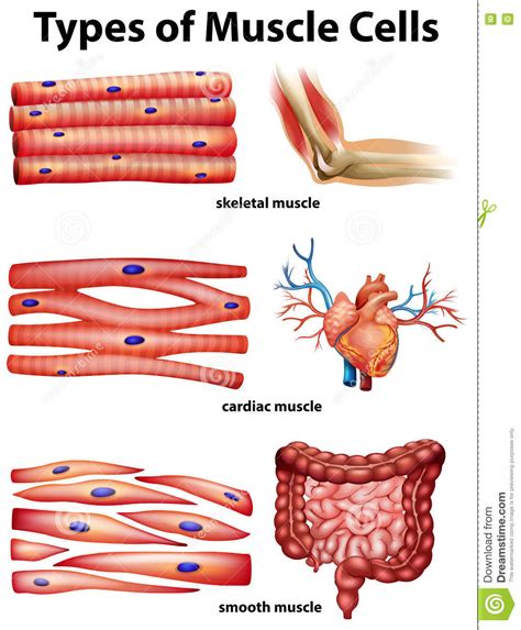 Smooth muscle is found in the walls of hollow organs like your intestines and stomach. Diagram Showing Types Of Muscle Cells Stock Vector ...
