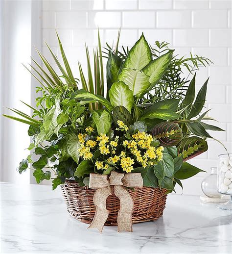 Use promo code save20 at online checkout to receive $20 off plus free delivery on your first online order of $75 or more! European Sympathy Dish Garden™ from 1-800-FLOWERS.COM