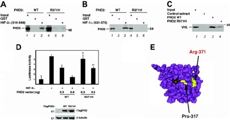 Functional Characterization Of The Arg371his Phd2 Mutant A