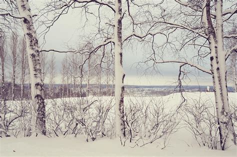 Winter Fields Photograph By Jenny Rainbow