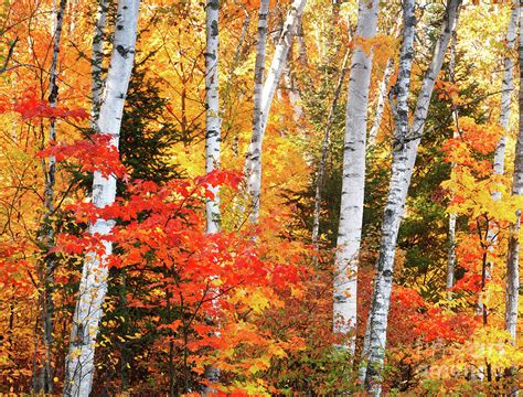 Images Of Birch Trees In Autumn The Home Garden