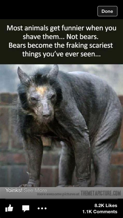 Shaved Bear Scary Funny Animal Memes Funny Animal Pictures