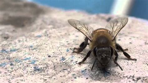 Slow Motion Bee Camara Lenta Abeja Youtube