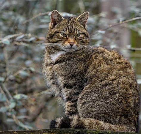 Captive Bred Scottish Wildcats Might Save The Species From Extinction