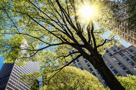 Urban Trees Grow More Quickly But Also Die Faster Than Rural Trees