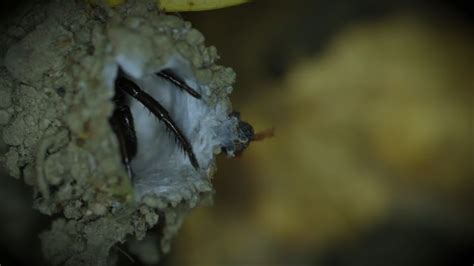 Turret Spiders Build Tiny Towers For Hunting Unsuspecting Prey