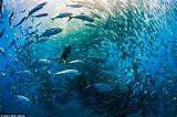Images of Fish On Cabo