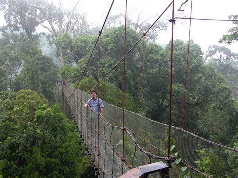 Canopy Bridge Canopy Bridge In Mt Kinabalu Foothill Martin