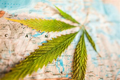 Canadian Chamber Of Commerce To Review Cannabis Act Cannabis10x