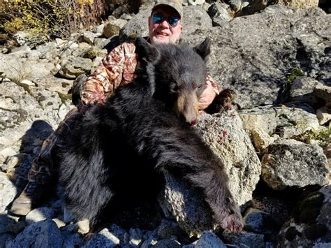 Idaho Bear Hunts Idaho Bear Hunting Outfitters Idaho Bear