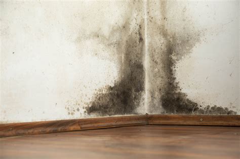 4 Types Colors Of Mold You Might See In Your Home Aoa Cleaning And