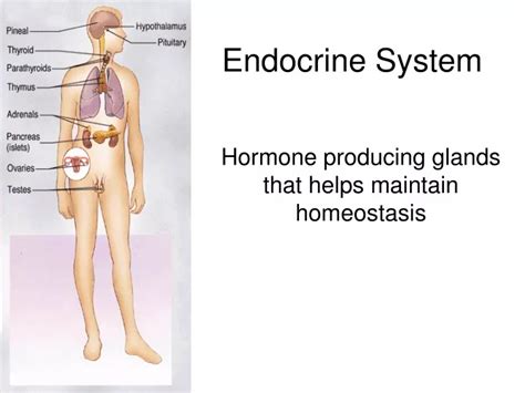 Ppt Endocrine System Powerpoint Presentation Free Download Id9187101