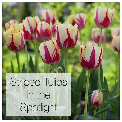 Striped Tulips In The Spotlight Longfield Gardens