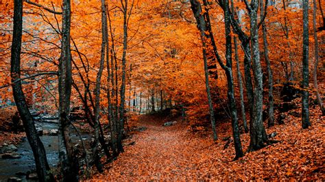 Wallpaper Id 177496 Autumn Path Nature Park Tunnel Free Download