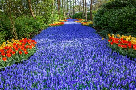 7 millones de flores brotan en el jardín de flores más grande de Holanda