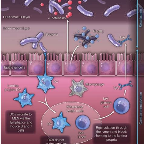 PDF Interactions Between The Microbiota And The Immune System