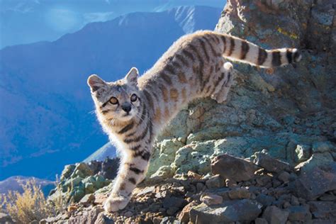 Sadly, it is endangered due to habitat loss, poaching and other factors. All About Rare and Reclusive Andean Cats | Small wild cats ...