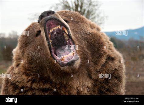 Animal Mouth Open Hi Res Stock Photography And Images Alamy