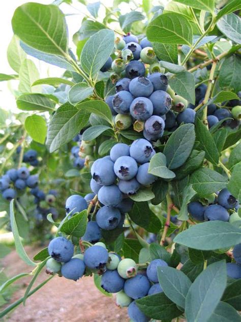 Edible Gardening In 2021 Blueberry Plant Blueberry Bushes Edible
