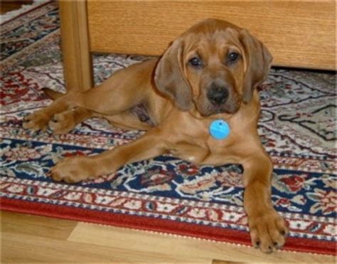 The cost can be affected by lineage, demand, testing. Redbone Coonhound Puppies Breeders Redbone Coonhounds