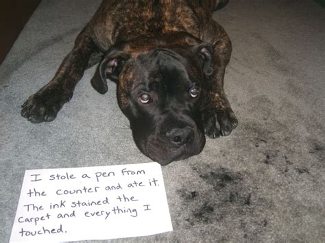 86 Best Images About Dog Shaming At Its Best On Pinterest