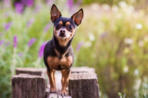 15 Cheapest Dog Breeds In The World Lovable And Budget Friendly
