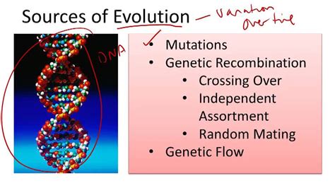 Sources Of Evolution Overview Video Biology Ck 12 Foundation