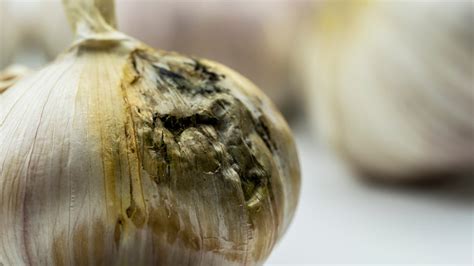 How Can You Tell If Garlic Has Gone Bad Eating Expired