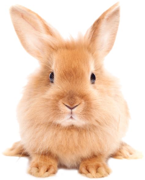 Collection Of Rabbit Hd Png Pluspng
