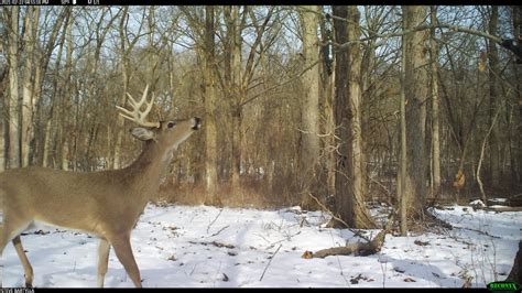 How To Kill A Big Buck Over A Mock Scrape Deer And Deer Hunting Air