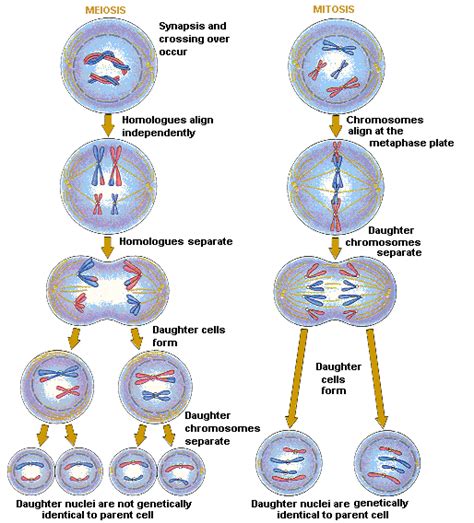 Linfeis Bio Blog Mitosis And Meiosis