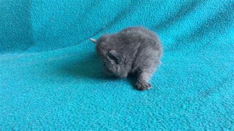 Blue Exotic Shorthair Kitten Youtube