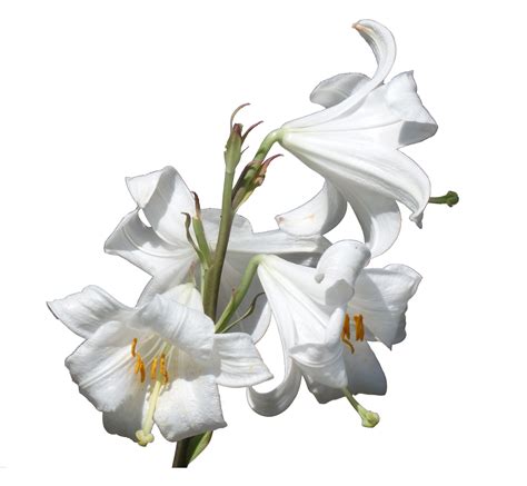 Flower Plant Lilium Candidum Liliaceae Lily Png Download 16001478