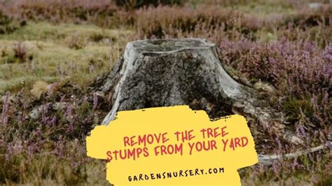 Why Its Important To Remove The Tree Stumps From Your Yard Gardens