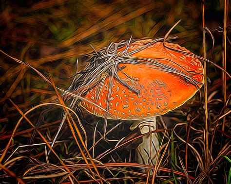 Glowing Mushroom Photograph By Cindy Archbell