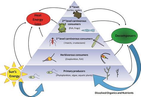Food chain, food web, ecological pyramids energy is defined as the capacity to do work. BAE-1760 Organic Matter Content of Wastewater and Manure ...