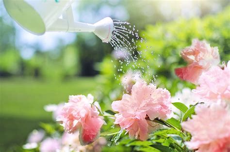 Are You Sure That Plant Needs Water 5 Signs Of Overwatering Plants