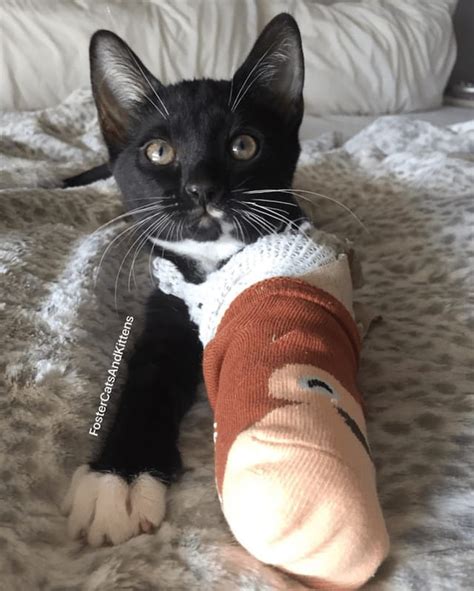 Eating and elimination are fine. This Kitten's Broken Paw Is A Fashion Statement