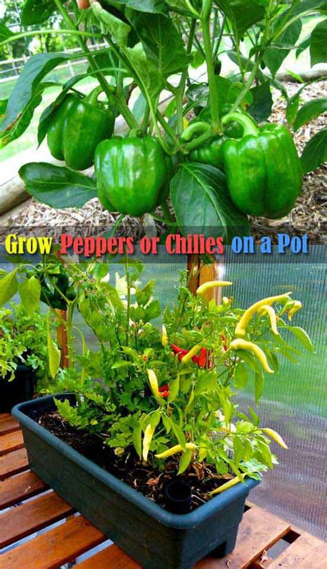 Top 26 Exciting Ideas To Grow Potted Veggies And Fruits