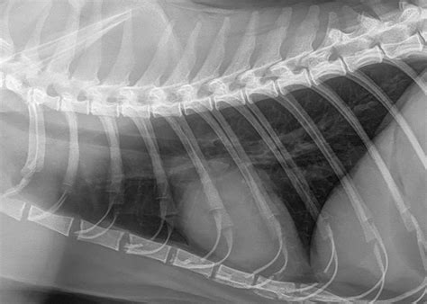 Normal Cat Chest Radiograph My XXX Hot Girl
